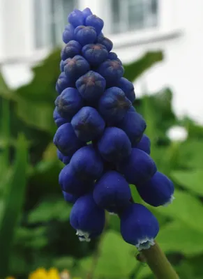 Гадючий лук незамеченный / Muscari neglectum / Grape Hyaci… | Flickr