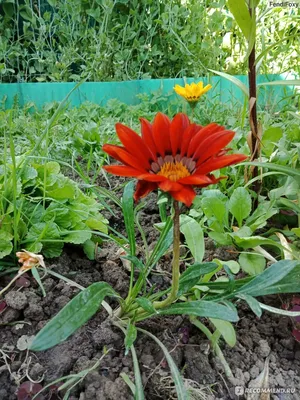 Семена Цветущий сад \"Гацания Солнце в клумбе смесь\", 0,03 г — купить в  интернет-магазине по низкой цене на Яндекс Маркете
