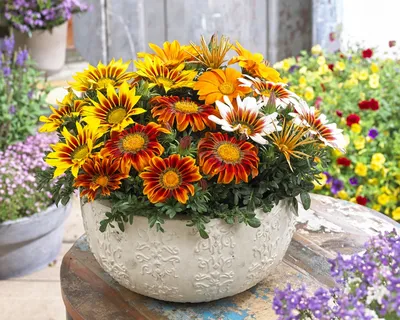 Семена цветов Гацания \"Солнце в клумбе\", смесь, 0,03 г, Цветущий сад купить  по цене 164.65 ₽ в интернет-магазине KazanExpress
