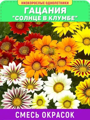 Газания Цветущий сад МЦ Гацания МИКС - купить по выгодным ценам в  интернет-магазине OZON (788064808)