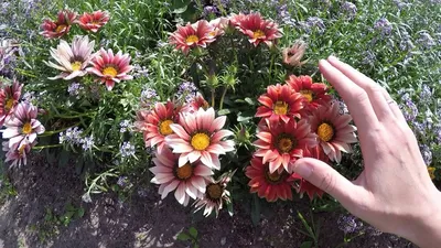 Однолетние цветы, как сажать петуньи, гацании, что посадить в саду июнь  2022 года - 17 июня 2022 - НГС