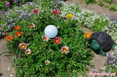 Гацания (газания) - Флора Питомник - плодовый и садовый питомник растений,  продажа саженцев и рассады на весну 2021