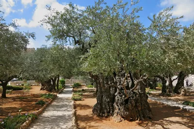 Гефсиманский сад в Иерусалиме (32 фото) - 32 фото