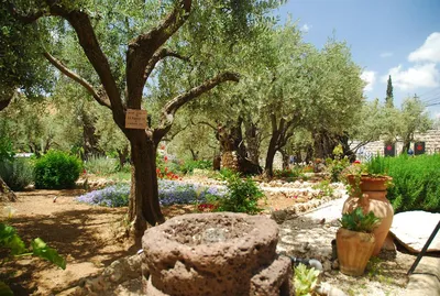 Гефсиманский сад – свидетель библейских событий | Иерусалим | Путешествия и  туризм | TRIP-WELL | Дзен