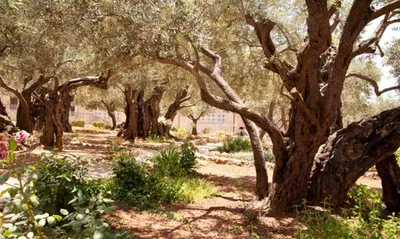 Гефсиманский сад - iTravelJerusalem