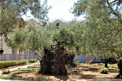 Гефсиманский сад: место, где молился Иисус (Израиль) - Путешествуем вместе  | Garden of gethsemane, Garden, Nature photography