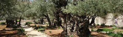 Гефсиманский сад IsraelBooking
