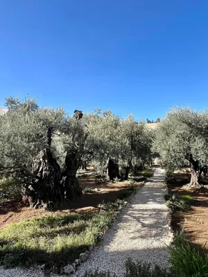 File:Гефсиманский сад - Gethsemane (5201264276).jpg - Wikimedia Commons