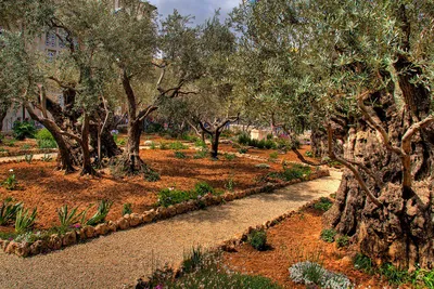 Гефсиманский сад: место, где молился Иисус (Израиль) | Garden pictures,  Garden of gethsemane, Beautiful gardens