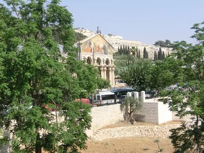 Гефсиманский сад в Иерусалиме | Вкусно про Израиль | Дзен