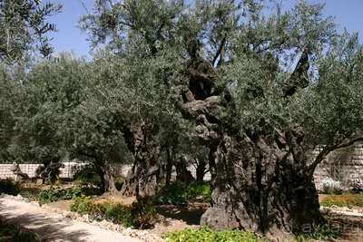 Гефсиманский сад