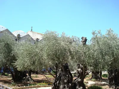 Прекрасный Гефсиманский сад в Иерусалиме — Израиль