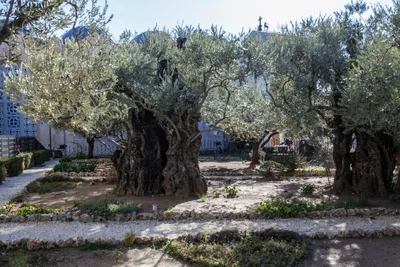 Гефсиманский сад на окраине Иерусалима | Сад, Путешествия, Иисус христос