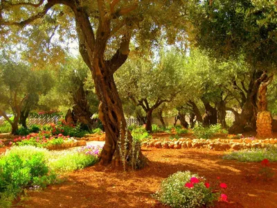 Гефсиманский сад»