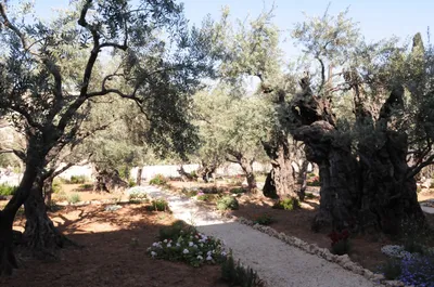 Оливы Гефсиманского сада. Иерусалим. Израиль