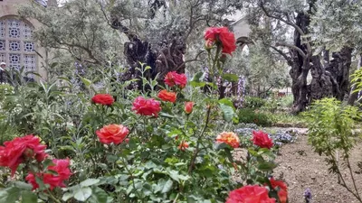 📷 Гефсиманский сад, 1000-летние оливы