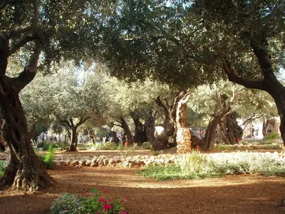 Еврейское агентство для Израиля (\"Сохнут\") - Иерусалим. Гефсиманский сад.  фото - Yuri Leschev | Facebook