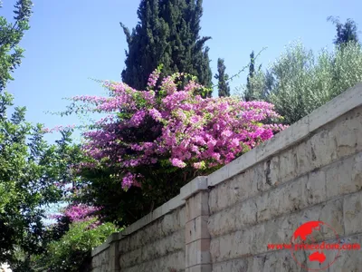 В Гефсиманском саду в Иерусалиме расцвели розы