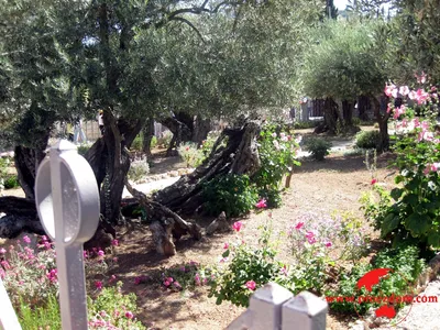 Гефсиманский сад: о чем помнят его деревья - Православный журнал «Фома»