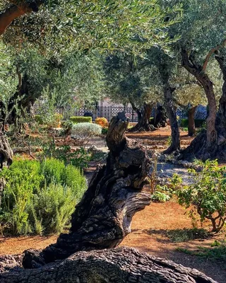 Древние оливы в Гефсиманском саду :: Наталья Маркелова – Социальная сеть  ФотоКто