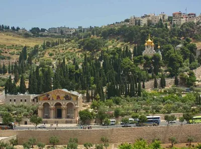 Файл:Гефсиманский сад, Иерусалим.jpg — Википедия