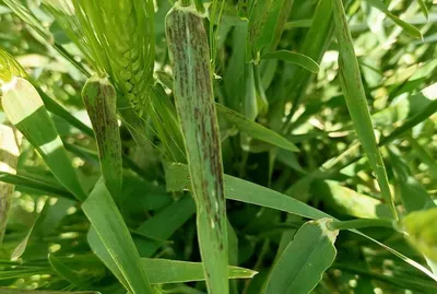 Септориоз пшеницы – болезни растений