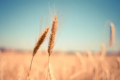 Озимая пшеница: технология возделывания