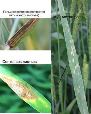 Биологизированная технология: оптимальный метод возделывания озимой пшеницы  | Белама Плюс | Дзен