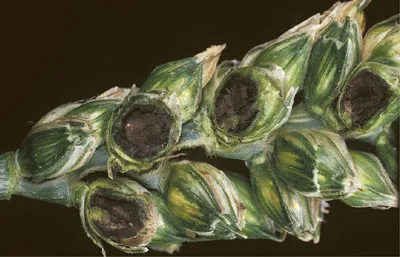 В Подмосковье 10% проверенных семян яровых поражены гельминтоспориозом -  ГлавАгроном