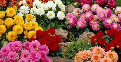 15 сортов георгинов, которые украсят ваш сад | В цветнике (Огород.ru)
