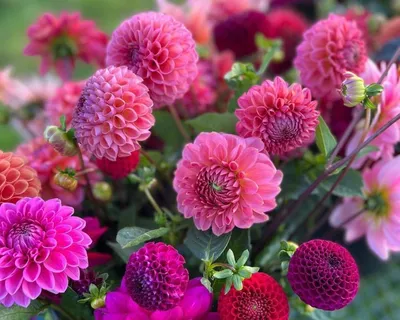 Яркие цветы георгины, выращенные в саду. | Премиум Фото