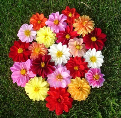 Георгины Цветущий сад ЦС Георгина ФИГАРО - купить по выгодным ценам в  интернет-магазине OZON (737413321)