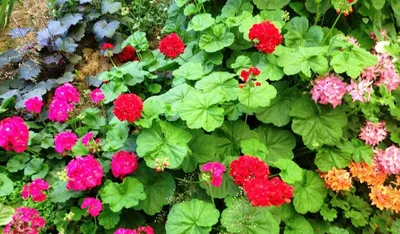 Пеларгонии (Герань) Цветущий сад ЦСПС Пеларгония ЗОНАЛЬНАЯ - купить по  выгодным ценам в интернет-магазине OZON (437647435)