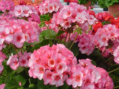 ярко-розовый плющ герани пеларгоний пельтатум в саду. также называется  пеларгоний и каскадный герань Стоковое Фото - изображение насчитывающей  красно, маргаритка: 227783066