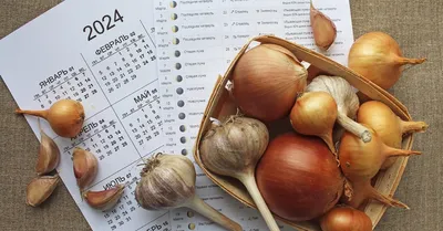 Выращивание лука и чеснока по Лунному календарю в 2024 году | На грядке  (Огород.ru)