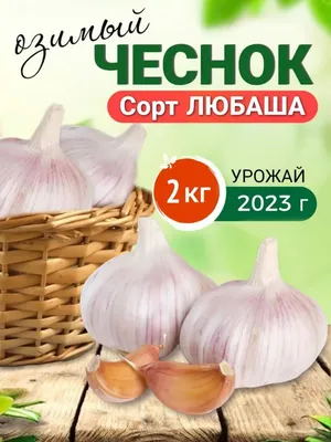 Чеснок Мессидром Garlic Messidrome - купить лук севок (тыканка) и чеснок с  доставкой по Украине в магазине Добродар