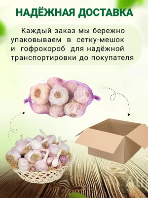 Слоновий чеснок гигант Рокамболь Кипрский вкусный очень полезный лечебный  сорт, зубок упаковка от 100г (ID#1484320254), цена: 300 ₴, купить на Prom.ua