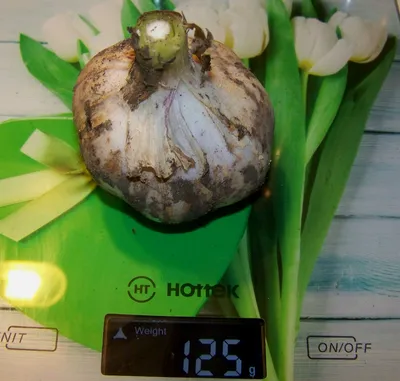 Лук-севок Коррадо 0,5 кг купить недорого в интернет-магазине товаров для  сада Бауцентр