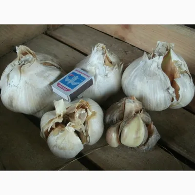 Чеснок севок озимый Рокамболь (Гибрид лук-чеснок), головка, 1 кг  (ID#1445546963), цена: 420 ₴, купить на Prom.ua