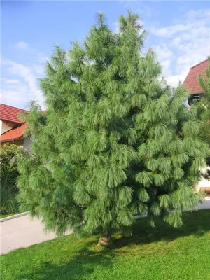 Сосна гималайская 90/100 Pinus wallichiana 15л (Н) — цена в LETTO