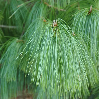 Сосна гималайская (Pinus Wallichiana),(Pinus Griffithii McClell) | Питомник  растений Сосны