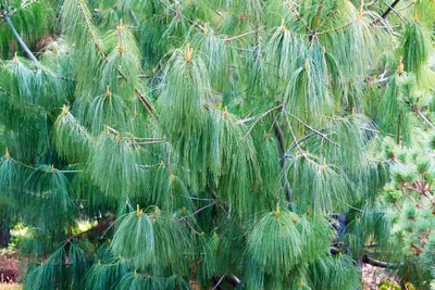 Сосна гималайская Гриффита (Pinus wallichiana Griffithii) С2  (ID#151921992), цена: 30 руб., купить на Deal.by