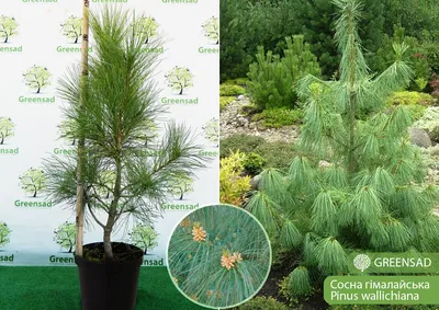Сосна гималайская (Уоллича) (Pinus wallichiana) С7,5 — Питомник Летний сад