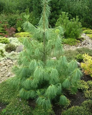 Сосна гималайская (Pinus wallichiana) - PictureThis