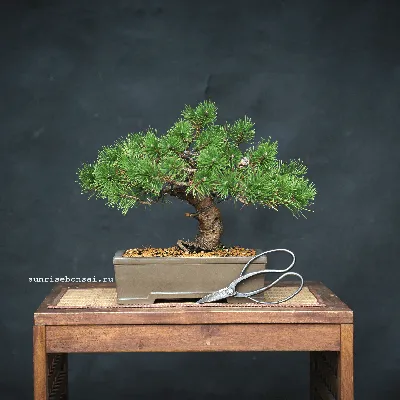 Сосна гімалайська (Pinus wallichiana)