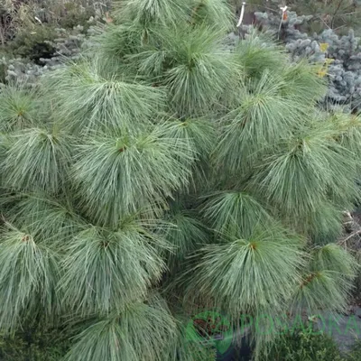 Сосна гималайская - Pinus wallichiana (P. griffithii) (PINACEAE) - SMS  Marmara Group