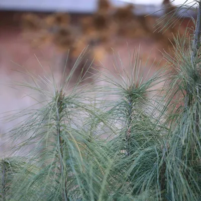 Сосна Гималайская (Pinus wallichiana) - хвойные в Украине