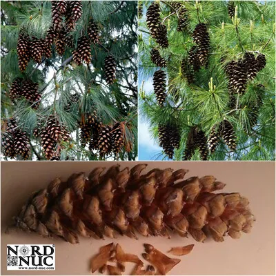 Сосна гималайская (Pinus wallichiana) — НКО \"NORD-NUC\"