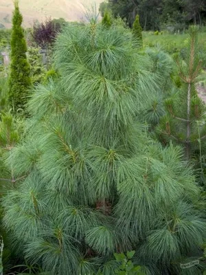 Сосна гималайская (Pinus wallichiana). Купить в Симферополе | Садовый центр  Фрея, Крым