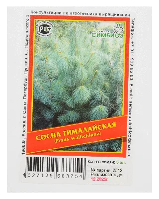 Сосна гималайская (pinus wallichiana)